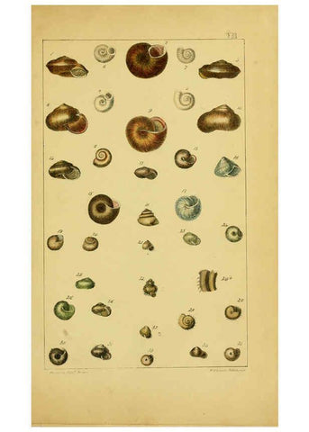 Reproducción/Reproduction 6052375717: Illustrations of the land and fresh water conchology of Great Britain and Ireland London,Smith, Elder, and co.; [etc., etc.]1845