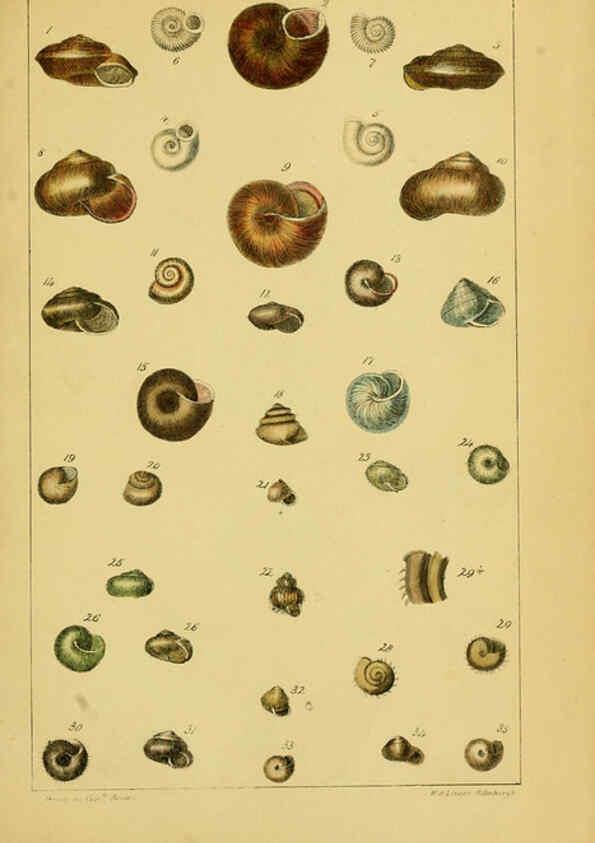 Reproducción/Reproduction 6052375717: Illustrations of the land and fresh water conchology of Great Britain and Ireland London,Smith, Elder, and co.; [etc., etc.]1845
