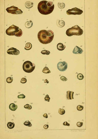 Reproducción/Reproduction 6052375717: Illustrations of the land and fresh water conchology of Great Britain and Ireland London,Smith, Elder, and co.; [etc., etc.]1845