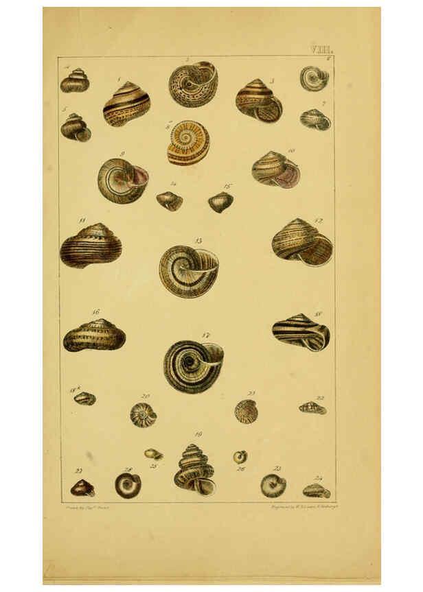 Reproducción/Reproduction 6052375907: Illustrations of the land and fresh water conchology of Great Britain and Ireland London,Smith, Elder, and co.; [etc., etc.]1845