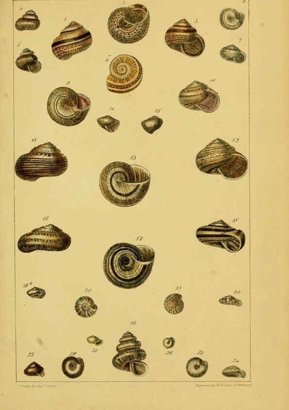 Reproducción/Reproduction 6052375907: Illustrations of the land and fresh water conchology of Great Britain and Ireland London,Smith, Elder, and co.; [etc., etc.]1845
