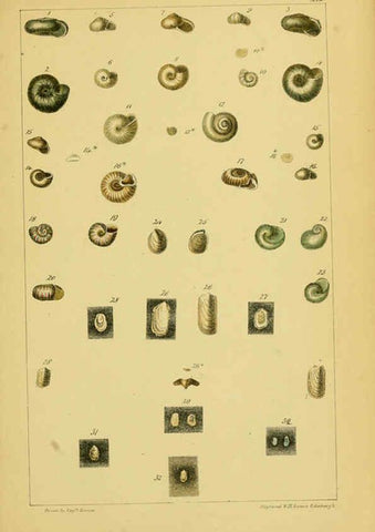Reproducción/Reproduction 6052927260: Illustrations of the land and fresh water conchology of Great Britain and Ireland London,Smith, Elder, and co.; [etc., etc.]1845