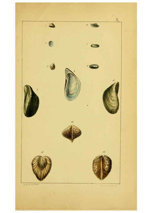 Reproducción/Reproduction 6052927610: Illustrations of the land and fresh water conchology of Great Britain and Ireland London,Smith, Elder, and co.; [etc., etc.]1845