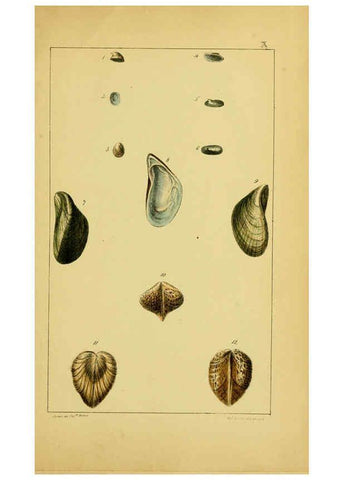 Reproducción/Reproduction 6052927610: Illustrations of the land and fresh water conchology of Great Britain and Ireland London,Smith, Elder, and co.; [etc., etc.]1845