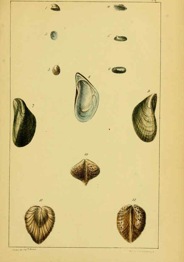 Reproducción/Reproduction 6052927610: Illustrations of the land and fresh water conchology of Great Britain and Ireland London,Smith, Elder, and co.; [etc., etc.]1845