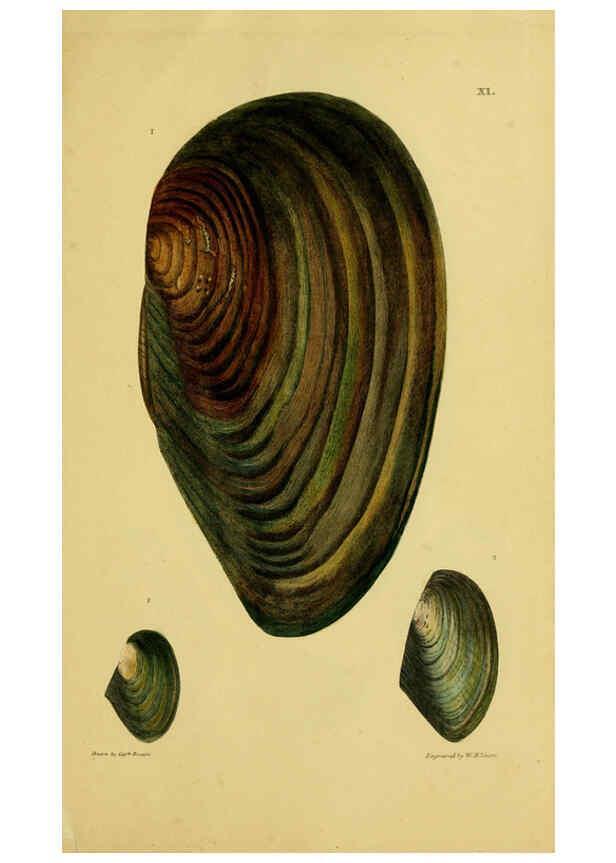 Reproducción/Reproduction 6052401055: Illustrations of the land and fresh water conchology of Great Britain and Ireland London,Smith, Elder, and co.; [etc., etc.]1845