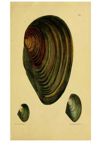 Reproducción/Reproduction 6052401055: Illustrations of the land and fresh water conchology of Great Britain and Ireland London,Smith, Elder, and co.; [etc., etc.]1845