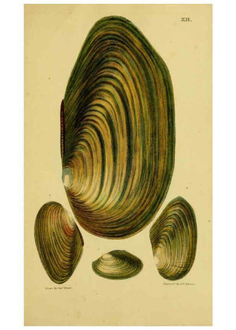 Reproducción/Reproduction 6052952350: Illustrations of the land and fresh water conchology of Great Britain and Ireland London,Smith, Elder, and co.; [etc., etc.]1845