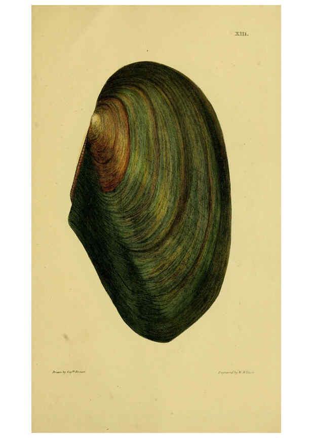 Reproducción/Reproduction 6052952544: Illustrations of the land and fresh water conchology of Great Britain and Ireland London,Smith, Elder, and co.; [etc., etc.]1845