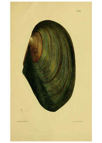 Reproducción/Reproduction 6052952544: Illustrations of the land and fresh water conchology of Great Britain and Ireland London,Smith, Elder, and co.; [etc., etc.]1845