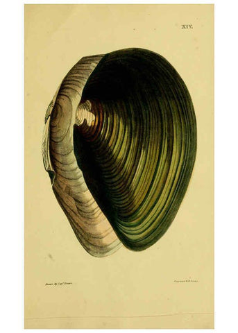 Reproducción/Reproduction 6052952796: Illustrations of the land and fresh water conchology of Great Britain and Ireland London,Smith, Elder, and co.; [etc., etc.]1845