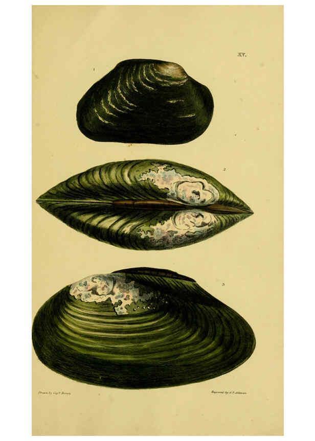 Reproducción/Reproduction 6052402063: Illustrations of the land and fresh water conchology of Great Britain and Ireland London,Smith, Elder, and co.; [etc., etc.]1845