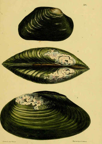 Reproducción/Reproduction 6052402063: Illustrations of the land and fresh water conchology of Great Britain and Ireland London,Smith, Elder, and co.; [etc., etc.]1845