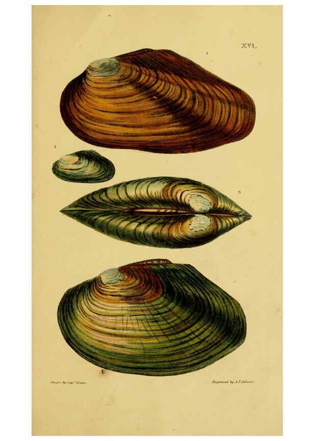 Reproducción/Reproduction 6052953274: Illustrations of the land and fresh water conchology of Great Britain and Ireland London,Smith, Elder, and co.; [etc., etc.]1845