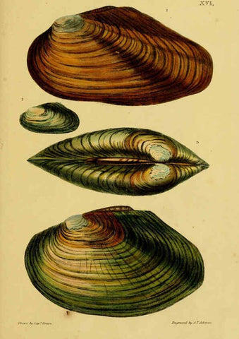 Reproducción/Reproduction 6052953274: Illustrations of the land and fresh water conchology of Great Britain and Ireland London,Smith, Elder, and co.; [etc., etc.]1845