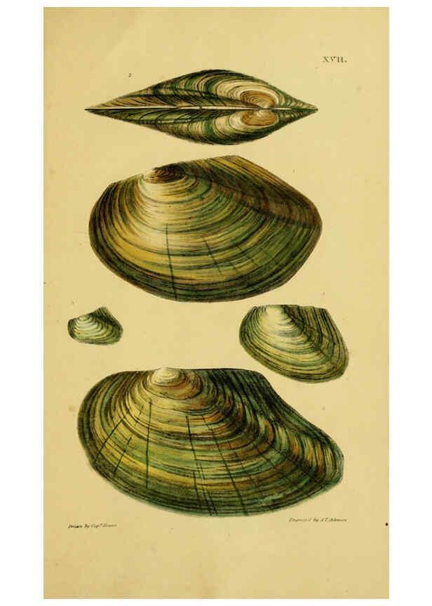 Reproducción/Reproduction 6052402465: Illustrations of the land and fresh water conchology of Great Britain and Ireland London,Smith, Elder, and co.; [etc., etc.]1845