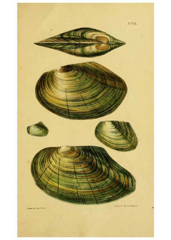 Reproducción/Reproduction 6052402465: Illustrations of the land and fresh water conchology of Great Britain and Ireland London,Smith, Elder, and co.; [etc., etc.]1845