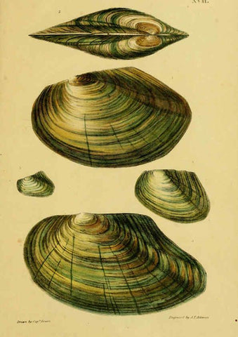 Reproducción/Reproduction 6052402465: Illustrations of the land and fresh water conchology of Great Britain and Ireland London,Smith, Elder, and co.; [etc., etc.]1845