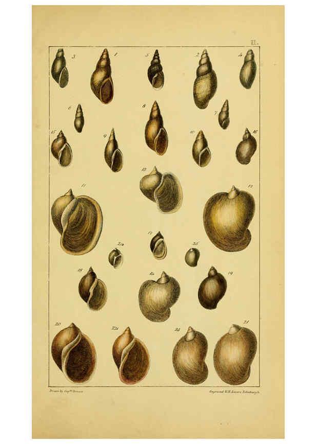 Reproducción/Reproduction 6052360613: Illustrations of the land and fresh water conchology of Great Britain and Ireland London,Smith, Elder, and co.; [etc., etc.]1845