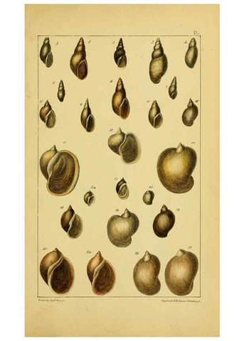 Reproducción/Reproduction 6052360613: Illustrations of the land and fresh water conchology of Great Britain and Ireland London,Smith, Elder, and co.; [etc., etc.]1845