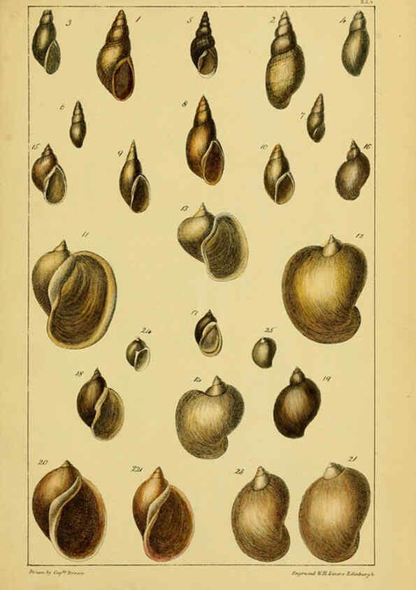 Reproducción/Reproduction 6052360613: Illustrations of the land and fresh water conchology of Great Britain and Ireland London,Smith, Elder, and co.; [etc., etc.]1845