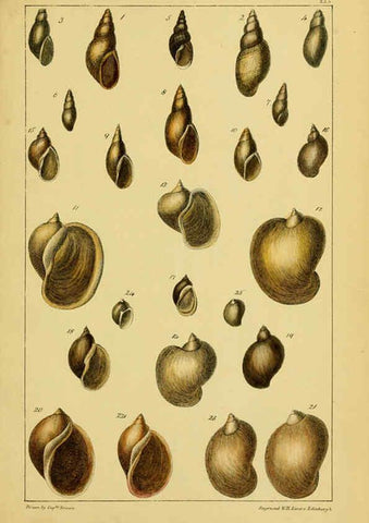 Reproducción/Reproduction 6052360613: Illustrations of the land and fresh water conchology of Great Britain and Ireland London,Smith, Elder, and co.; [etc., etc.]1845