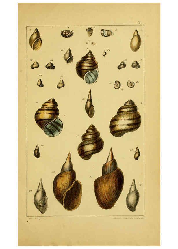 Reproducción/Reproduction 6052360319: Illustrations of the land and fresh water conchology of Great Britain and Ireland London,Smith, Elder, and co.; [etc., etc.]1845
