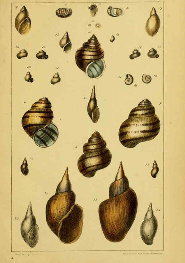 Reproducción/Reproduction 6052360319: Illustrations of the land and fresh water conchology of Great Britain and Ireland London,Smith, Elder, and co.; [etc., etc.]1845