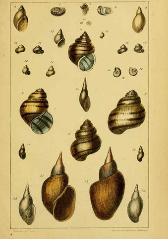 Reproducción/Reproduction 6052360319: Illustrations of the land and fresh water conchology of Great Britain and Ireland London,Smith, Elder, and co.; [etc., etc.]1845