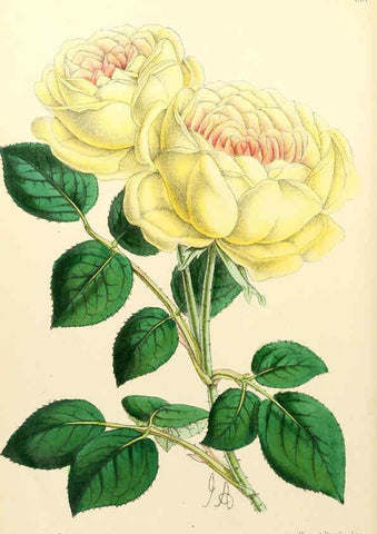 Reproducción/Reproduction 6052851124: The Floral magazine. v.6 London,L. Reeve & Co