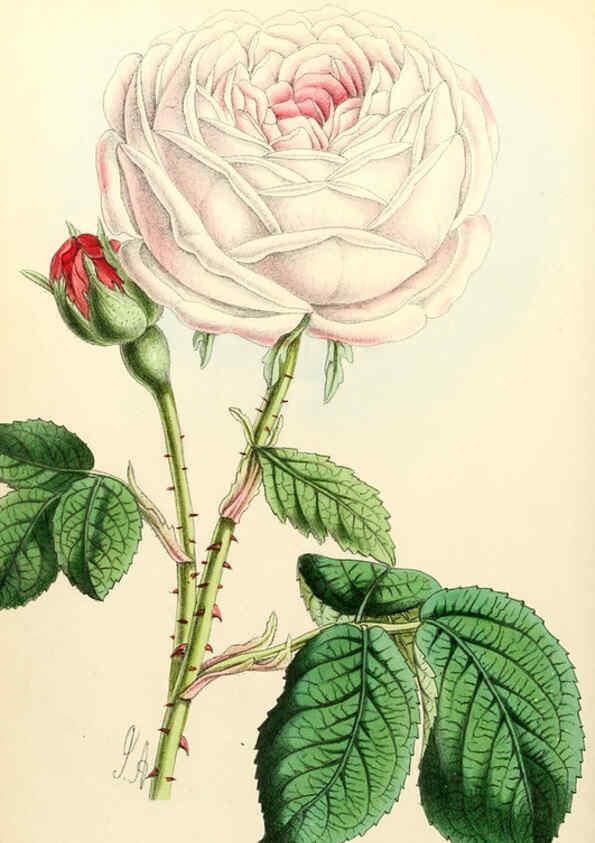 Reproducción/Reproduction 6052851592: The Floral magazine. v.6 London,L. Reeve & Co