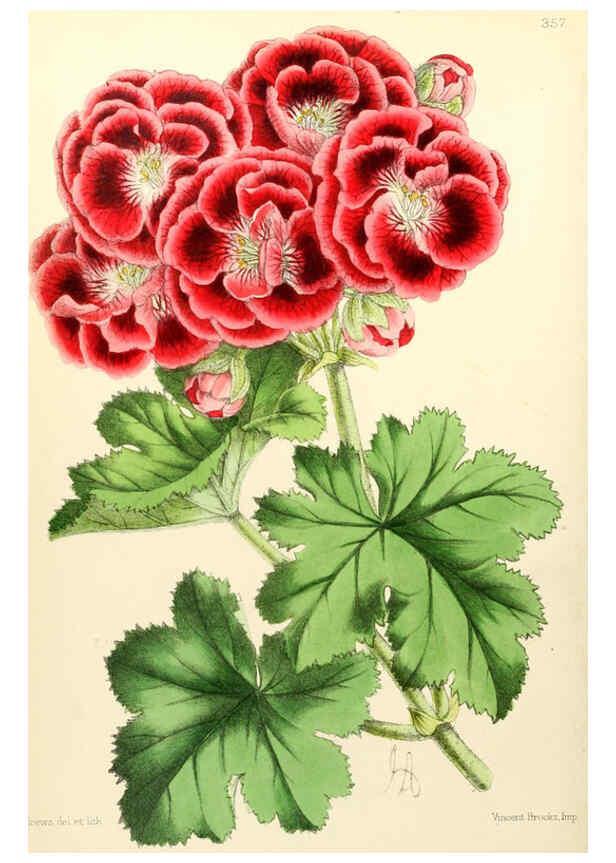 Reproducción/Reproduction 6052866900: The Floral magazine. v.6 London,L. Reeve & Co