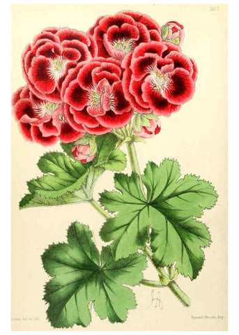 Reproducción/Reproduction 6052866900: The Floral magazine. v.6 London,L. Reeve & Co
