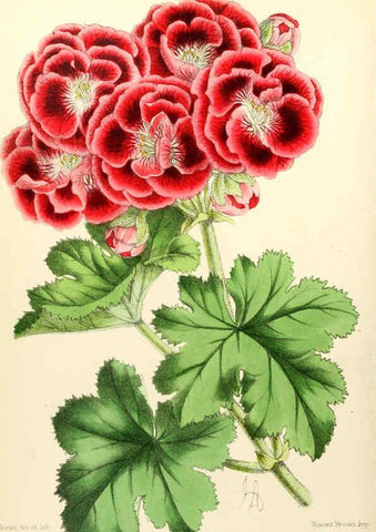 Reproducción/Reproduction 6052866900: The Floral magazine. v.6 London,L. Reeve & Co