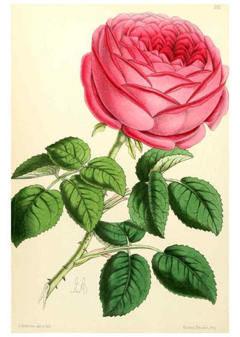 Reproducción/Reproduction 6052317123: The Floral magazine. v.6 London,L. Reeve & Co