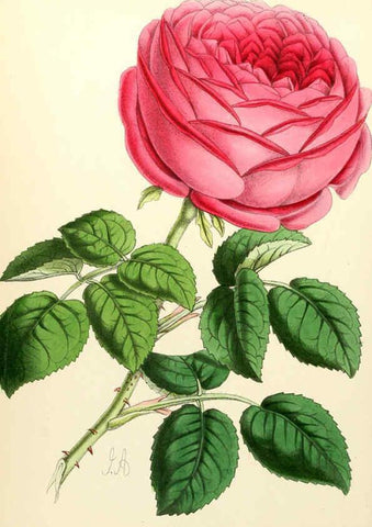 Reproducción/Reproduction 6052317123: The Floral magazine. v.6 London,L. Reeve & Co