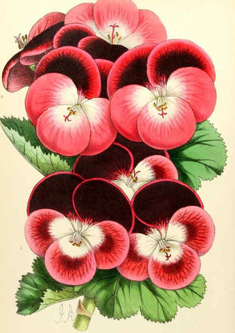 Reproducción/Reproduction 6052868086: The Floral magazine. v.6 London,L. Reeve & Co