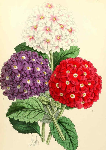 Reproducción/Reproduction 6052869486: The Floral magazine. v.6 London,L. Reeve & Co