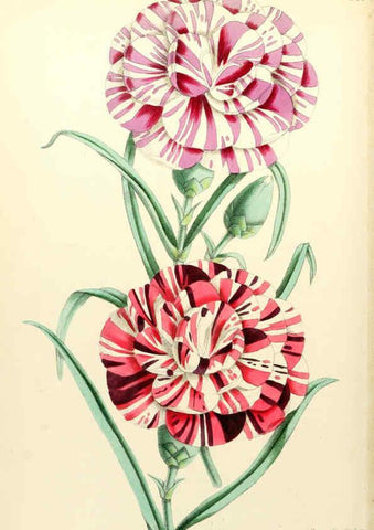 Reproducción/Reproduction 6052867514: The Floral magazine. v.6 London,L. Reeve & Co