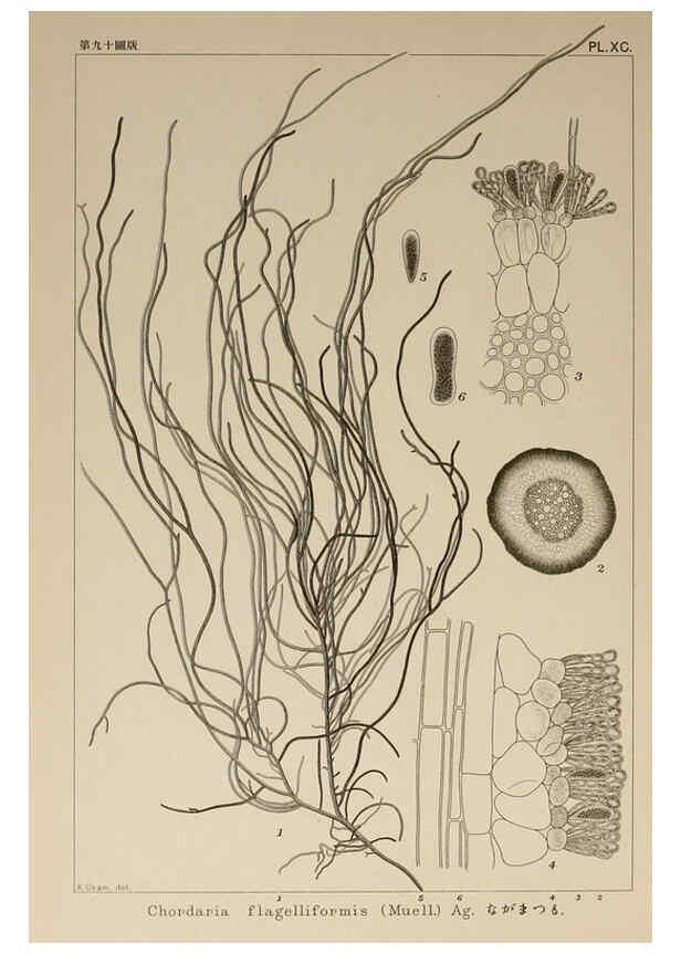 Reproducción/Reproduction 6049924939: Icones of Japanese algae. v.2 Tokyo,Kazamashobo[1907-1942] 