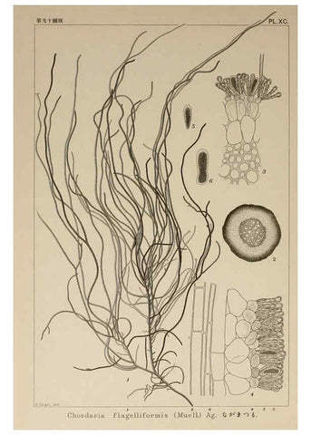 Reproducción/Reproduction 6049924939: Icones of Japanese algae. v.2 Tokyo,Kazamashobo[1907-1942] 