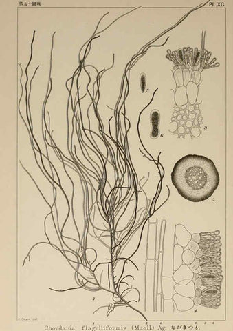 Reproducción/Reproduction 6049924939: Icones of Japanese algae. v.2 Tokyo,Kazamashobo[1907-1942] 