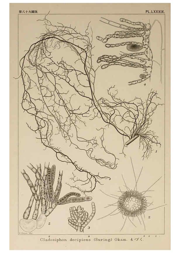 Reproducción/Reproduction 6049924307: Icones of Japanese algae. v.2 Tokyo,Kazamashobo[1907-1942] 