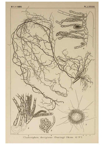 Reproducción/Reproduction 6049924307: Icones of Japanese algae. v.2 Tokyo,Kazamashobo[1907-1942] 