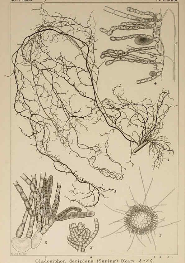 Reproducción/Reproduction 6049924307: Icones of Japanese algae. v.2 Tokyo,Kazamashobo[1907-1942] 