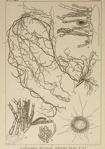 Reproducción/Reproduction 6049924307: Icones of Japanese algae. v.2 Tokyo,Kazamashobo[1907-1942] 