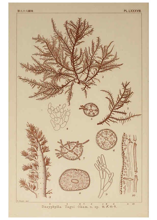 Reproducción/Reproduction 6050475756: Icones of Japanese algae. v.2 Tokyo,Kazamashobo[1907-1942] 