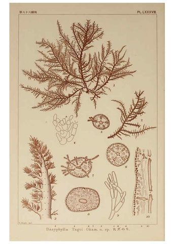 Reproducción/Reproduction 6050475756: Icones of Japanese algae. v.2 Tokyo,Kazamashobo[1907-1942] 