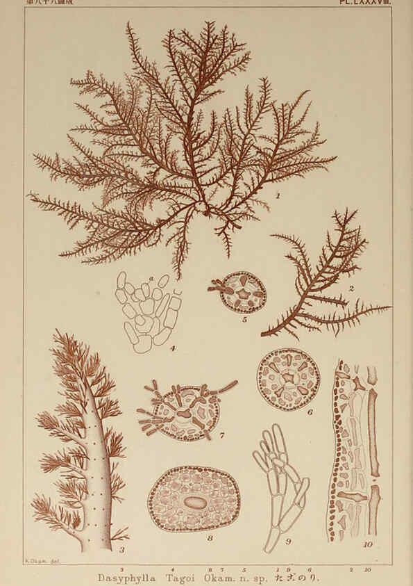 Reproducción/Reproduction 6050475756: Icones of Japanese algae. v.2 Tokyo,Kazamashobo[1907-1942] 