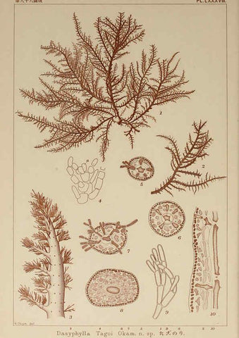 Reproducción/Reproduction 6050475756: Icones of Japanese algae. v.2 Tokyo,Kazamashobo[1907-1942] 